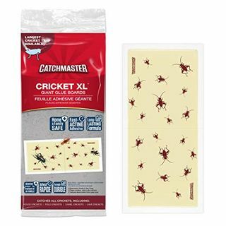 Catchmaster Cricket XL lijmvallen