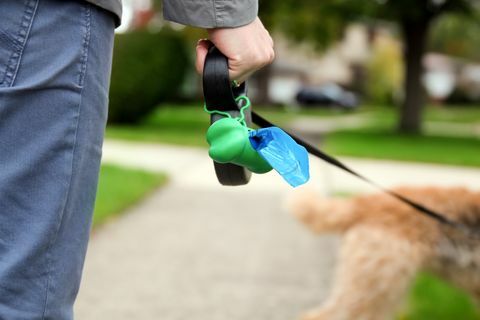 Man hond uitwerpselen oppakken / opruimen