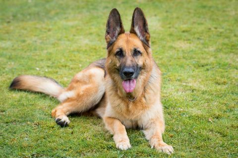 Duitse herder die op gras rust