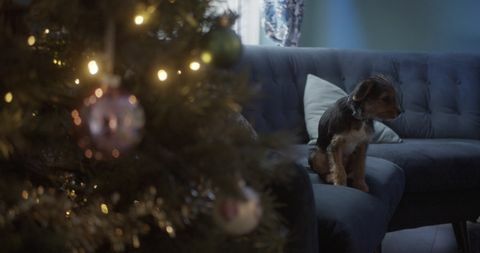 rspca kerstadvertentie 2021