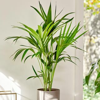 80cm Kentiapalm - Howea Forsteriana