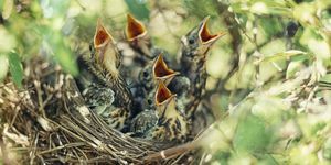 Babyvogels in een nest