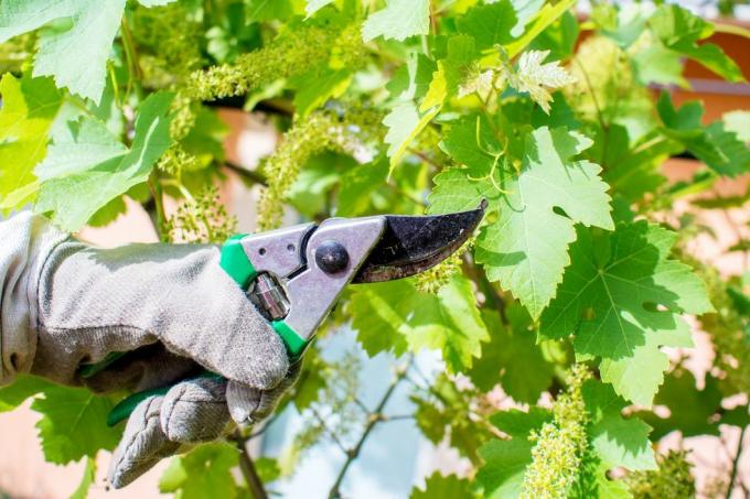 hoe druiven te planten en te laten groeien