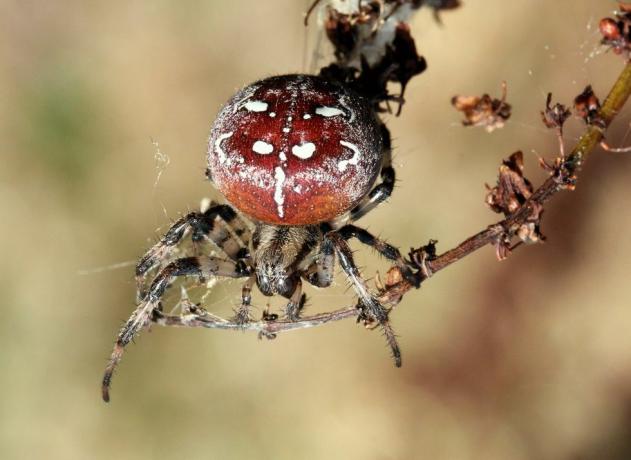 Britse spinnen - viervlekbolspin