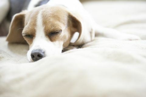 pocket beagle slapen