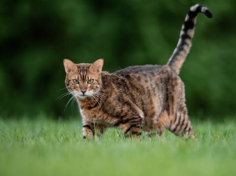 portret van kat die zich op grasrijk gebied bevindt