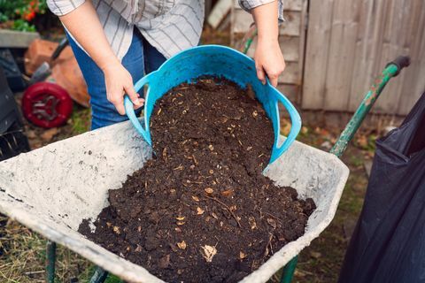 een vrouw die compost uit een emmer in een kruiwagen stort