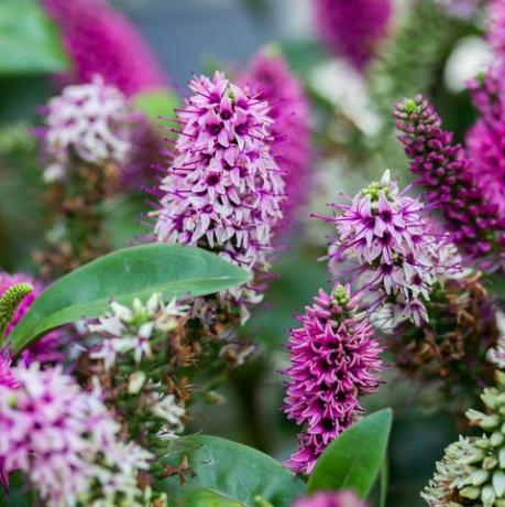 hebe hebedonna nikka is een groenblijvende struik, een plant uit de plantaginaceae familie bloesemstruik veronica bloeiend met roze magenta bloemen, groene bladeren, verticaal