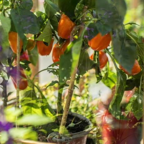 ze produceren vruchten in verschillende kleuren, waaronder rood, geel, oranje en groen wetenschappelijke naam capsicum annuum