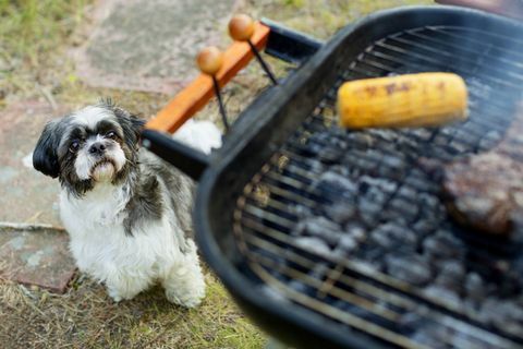 hond kijkt naar barbecue