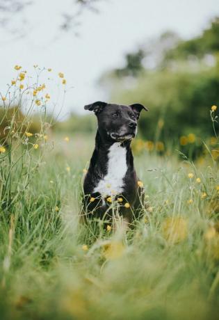 Staffordshire Bull Terrier-portret