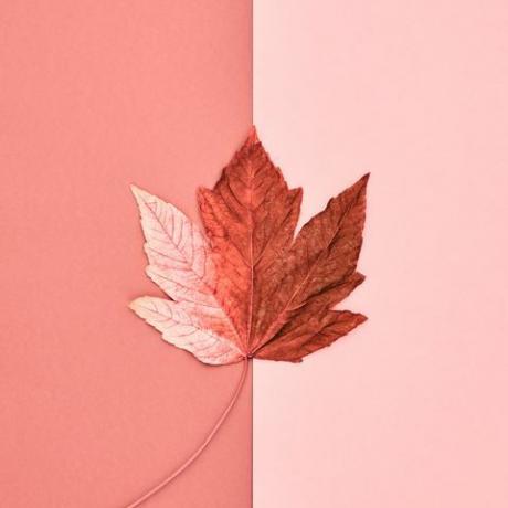 Adobe Stock voor Pantone Color of the Year 2019 - Living Coral