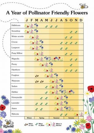 gids voor het planten van bijvriendelijke bloemen