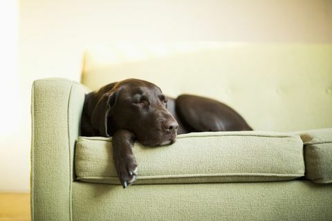 Hoe lang is het veilig om uw hond alleen te laten? Tips voor hondenverzorging