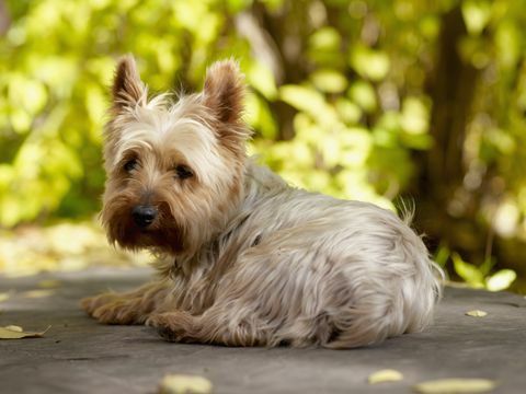 usa, colorado, yorkshire terrier liggen en kijken naar de camera