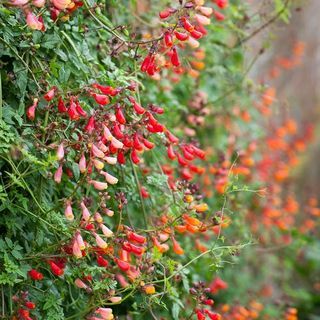 Eccremocarpus scaber (Chileense Glory Flower)