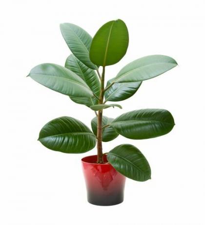 rubberplant