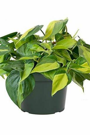 Philodendron 'Brasil'