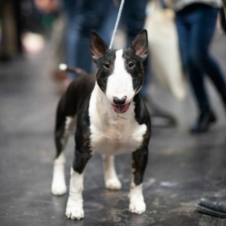 miniatuur bull terrier