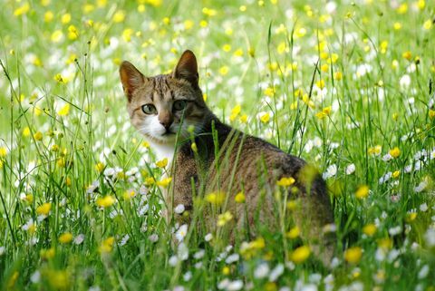 Kat in het gras