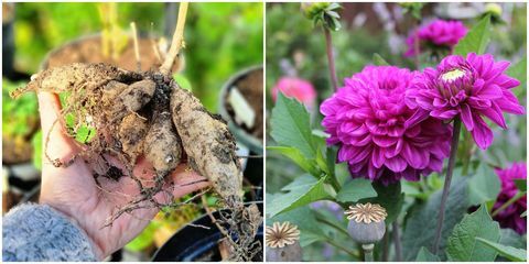 wat te doen in de tuin in maart dahlia's