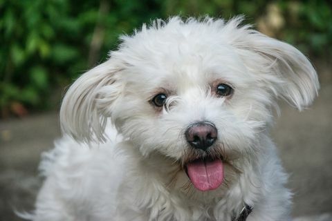 portret van bichon frise