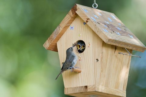 Het winterkoninkje voedt insecten in het vogelhuisje met baby's