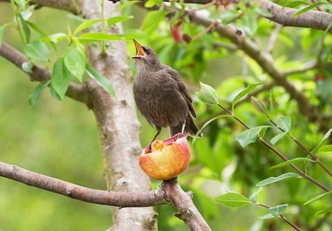 vogels zingen