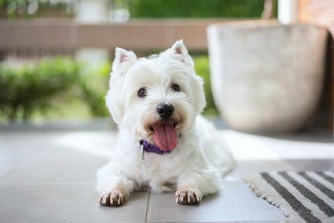 portret van lachende hond