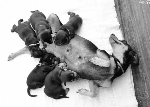 De zwangere hond die haar zwangerschapsfotoshoot deed schommelen, had haar puppy's