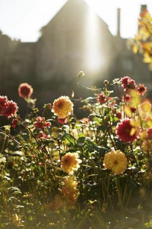 hoe je een zintuiglijke tuin kunt creëren