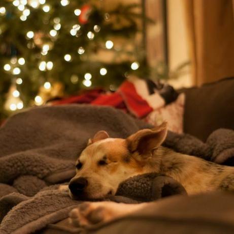 hond ontspannen op de bank met Kerstmis