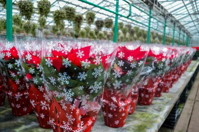 Kerstuitverkoop van felrode poinsettiabloemen in feestelijke verpakking met sneeuwvlokken Een groot aantal bloemen in potten staat in de kas Vakantievoorbereidingen, geschenken, decoraties
