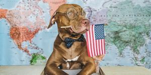 lieve, mooie hond en amerikaanse vlag close-up, binnenshuis