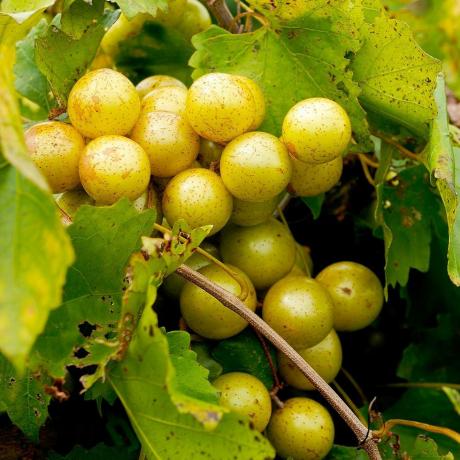 'Carlos' Muscadine-druif, container van 1 gallon