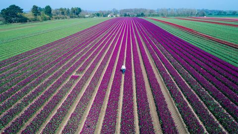 Tulpen in bloei op het laatst overgebleven bollenveld van Groot-Brittannië