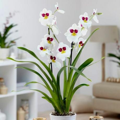 Miltoniopsis 'Herr Alexander'-viooltjeorchidee