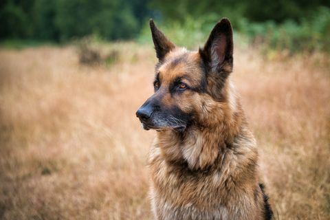 Beste hondenras voor hardlopers