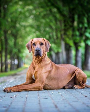 Rhodesian Ridgeback hond