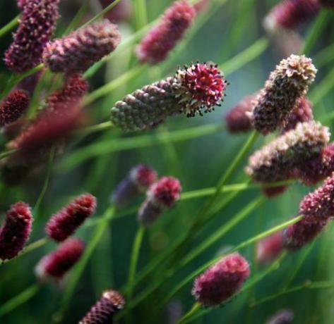 Sanguisorba plant bloem