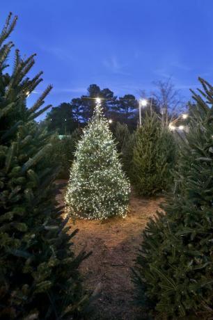 kerstboom boerderij bugs