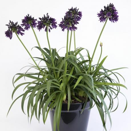 agapanthus ‘black jack’rhs plant van het jaar competitie 2023