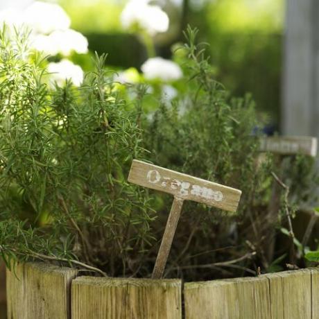 oregano plant in rustieke bloempot in de tuin