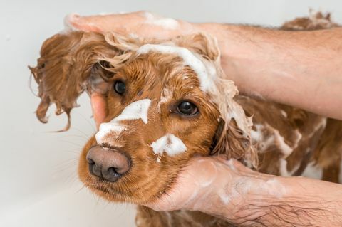 cocker spaniel hond die een douche neemt met shampoo en water