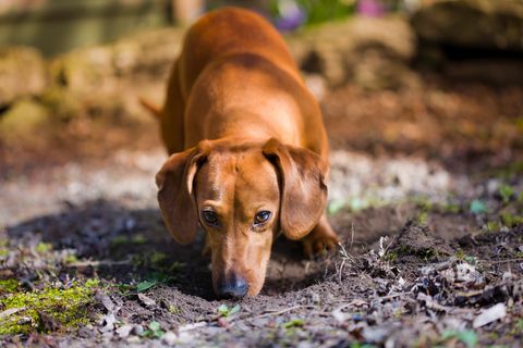 Hond snuiven vuil