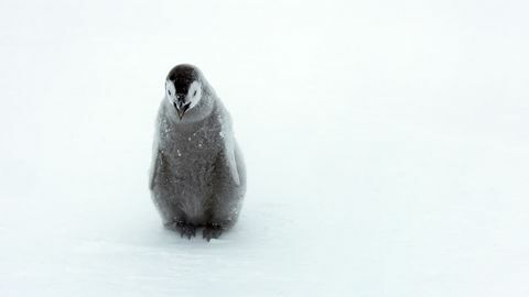 Dynasties pinguïns kuikens foto