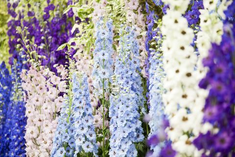 bloemenshow delphiniums