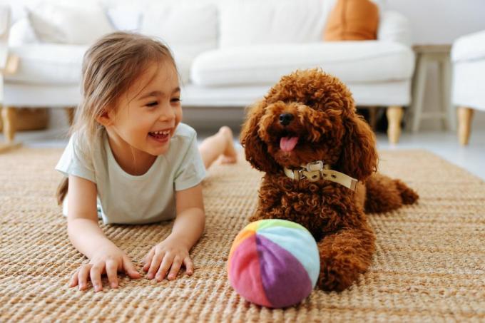 liefde tussen huisdier en kleine eigenaar, klein meisje en speelgoedpoedel die thuis speelt