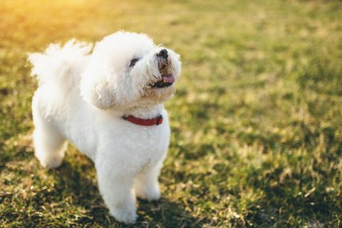 schattige kleine bichon frise hond