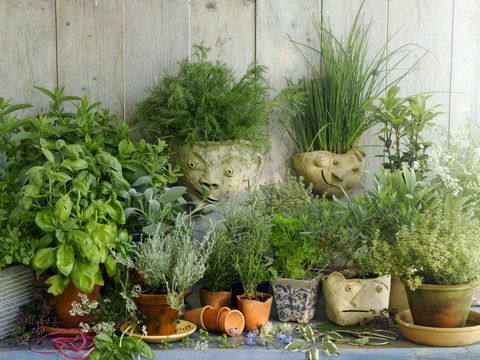 Veel plantpotten gevuld met verschillende kruiden, tegen een houten achtergrond